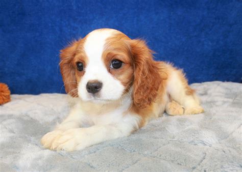 Spaniel puppies for sale near me - We have Cocker Spaniel puppies will be eight weeks old on November 3 and are looking for a forever home. They are all full blooded and all girls. Brownie girl is a brindle who is a perfect mix of sweet and playful.